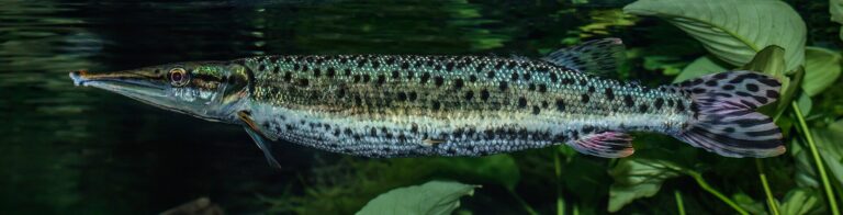 Tetra skvrnitá (Boulengerella maculata)