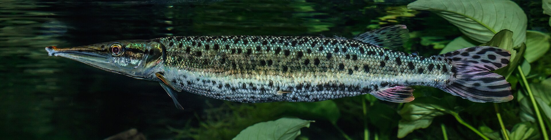 Tetra skvrnitá