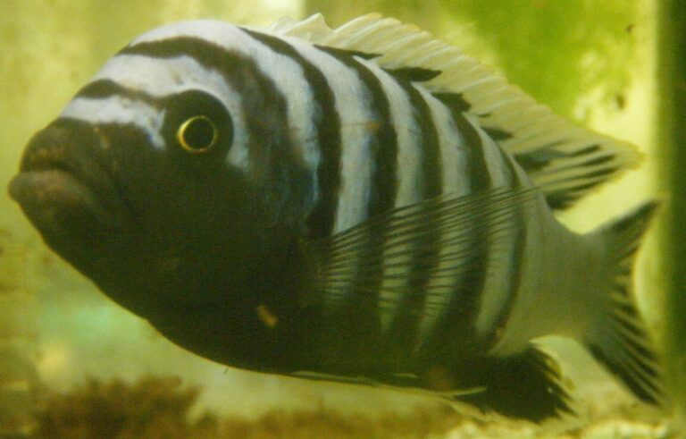 Tlamovec africký (Cynotilapia afra)