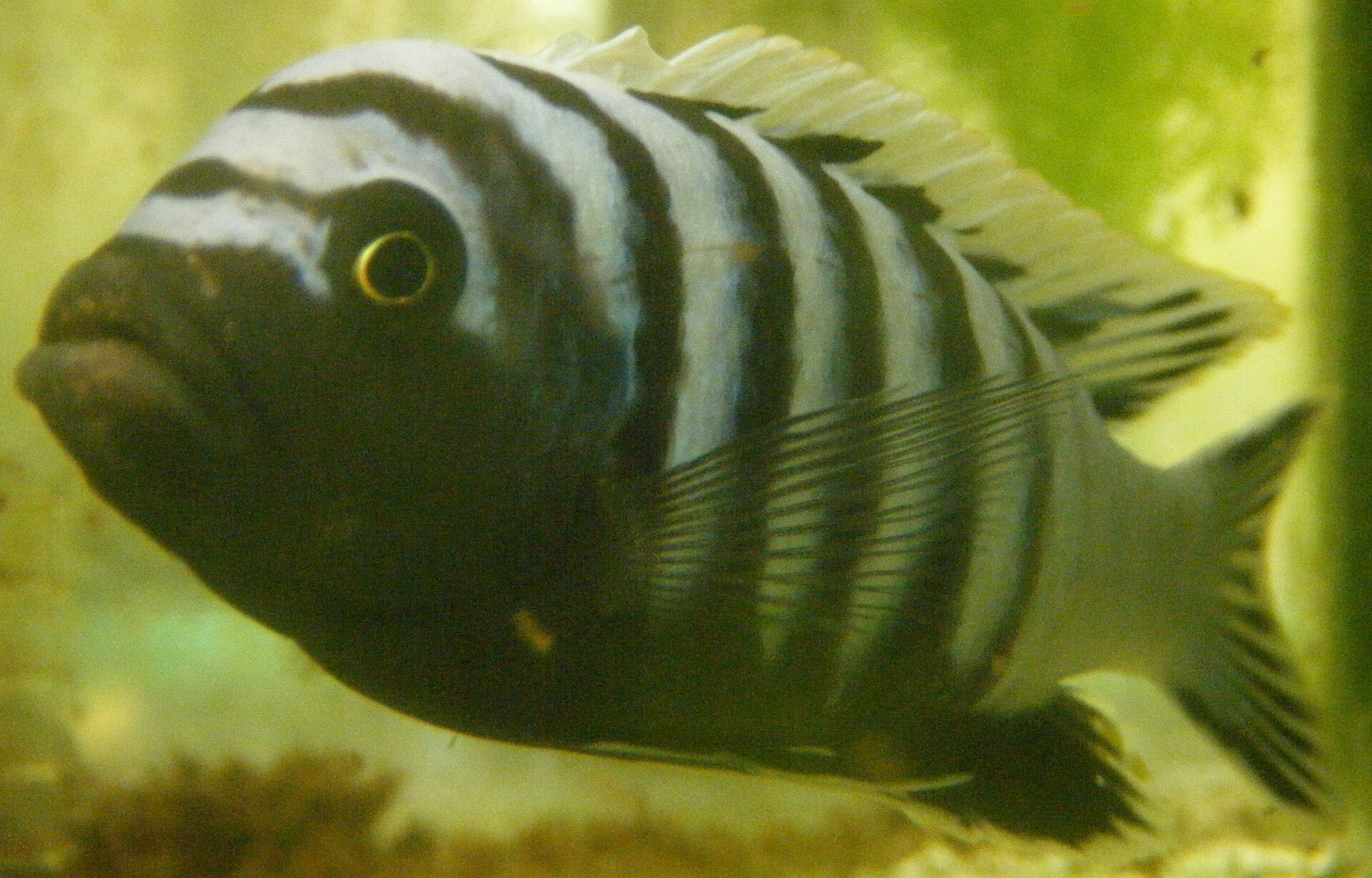 Tlamovec africký
