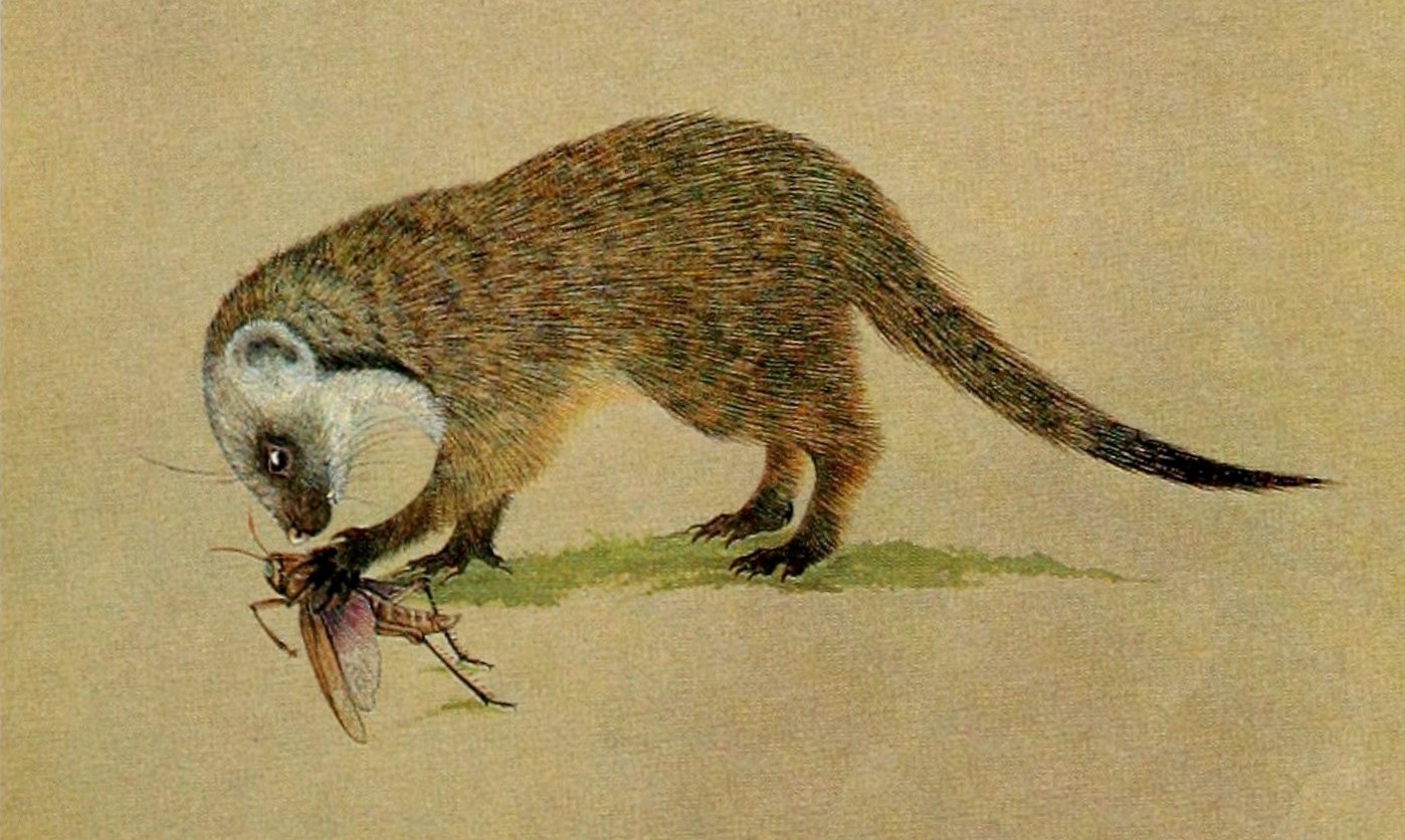 Mangusta černokrká