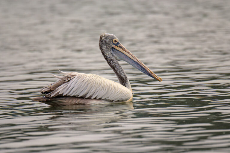 Pelikán skvrnozobý (Pelecanus philippensis)