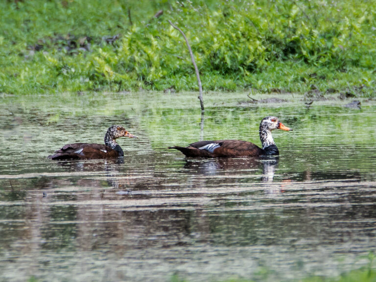 Pižmovka bělokřídlá (Asarcornis scutulata)