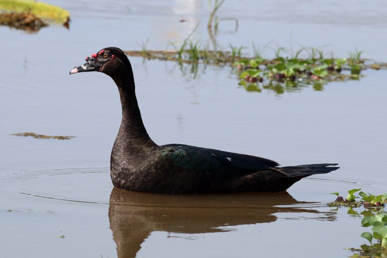 Pižmovka velká (Cairina moschata)