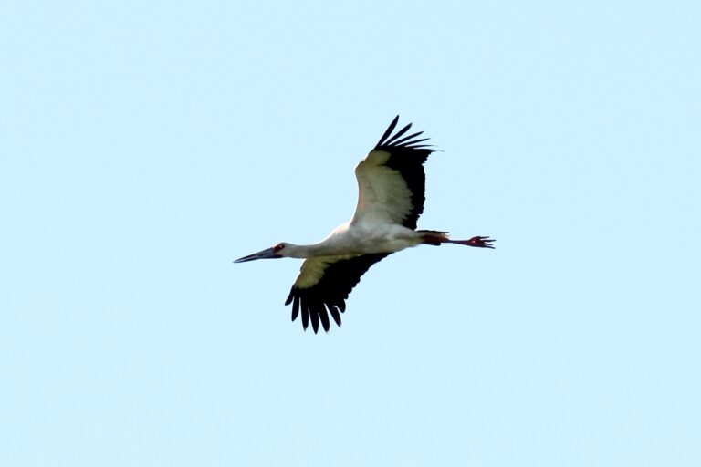 Čáp jihoamerický (Ciconia maguari)
