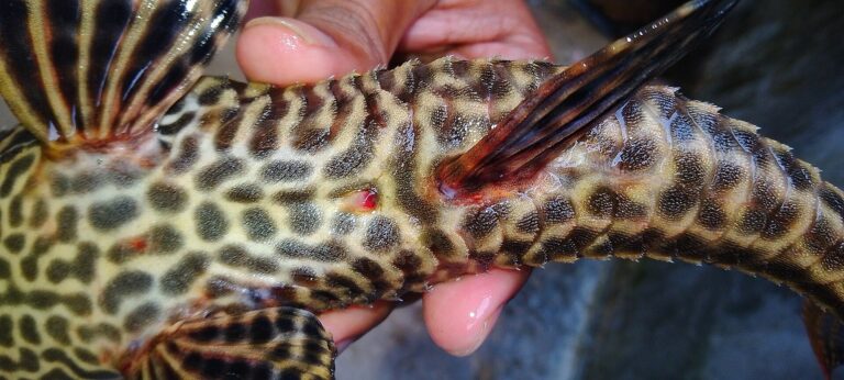 Hypostomus guyanský (Hypostomus plecostomus)