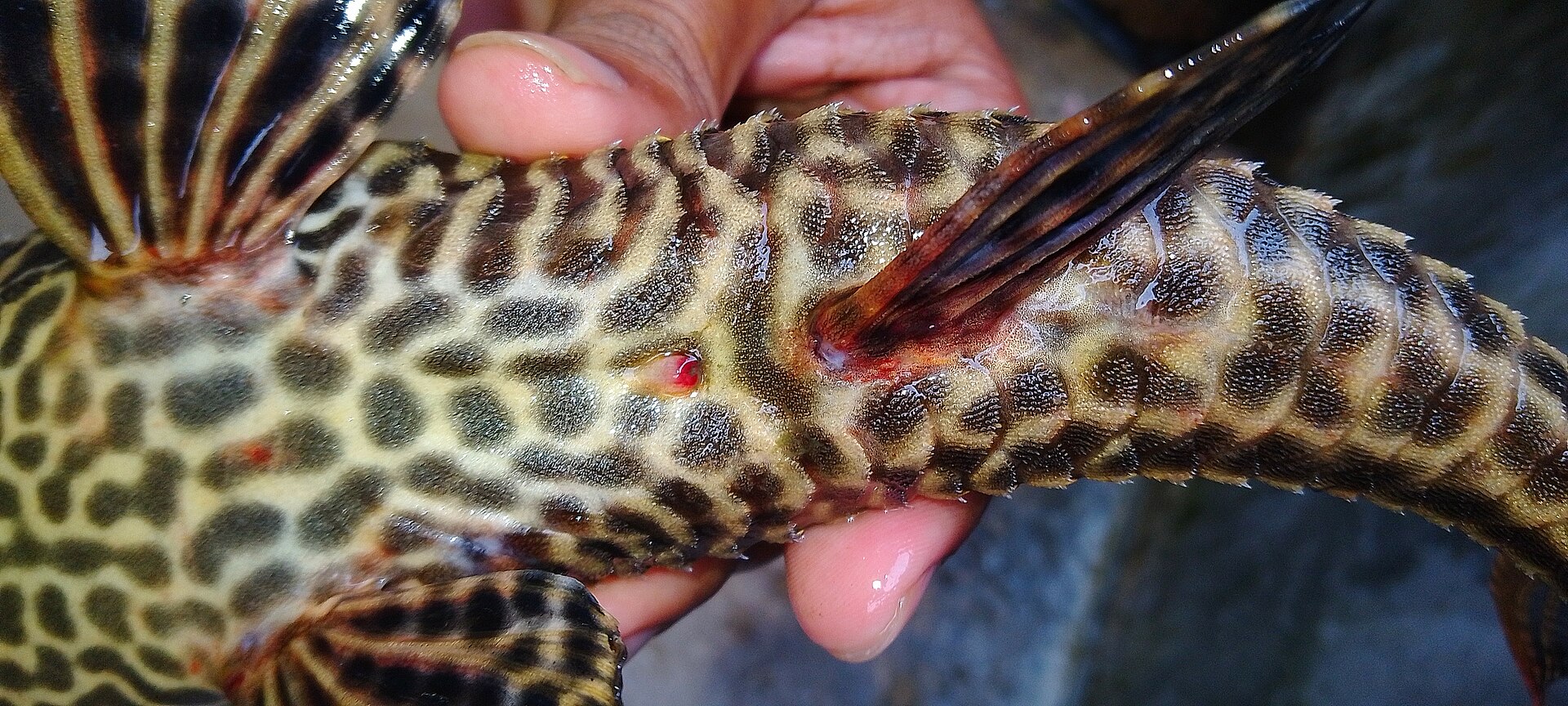 Hypostomus guyanský