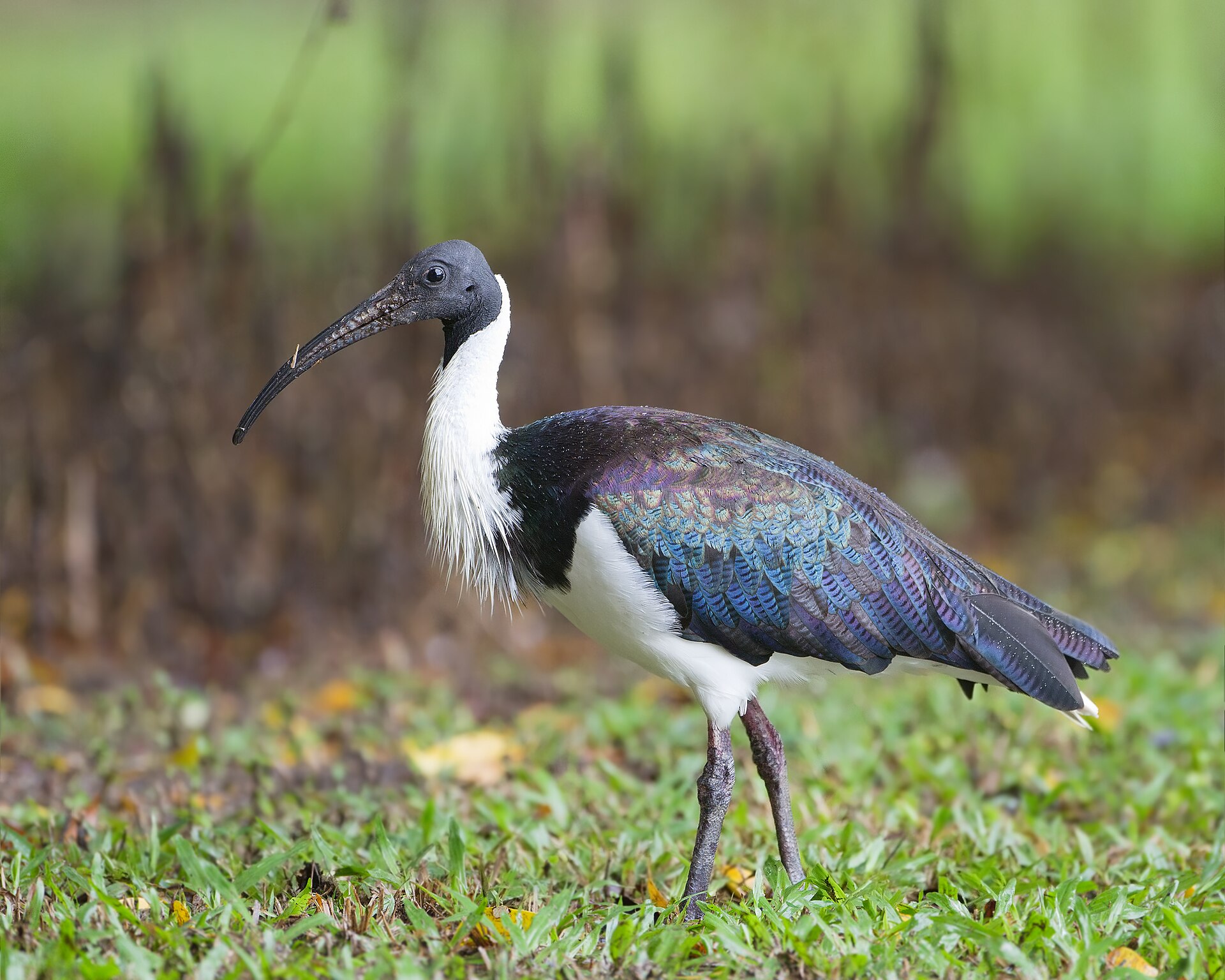 Ibis žlutokrký