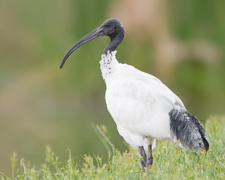 Ibis australský (Threskiornis molucca)