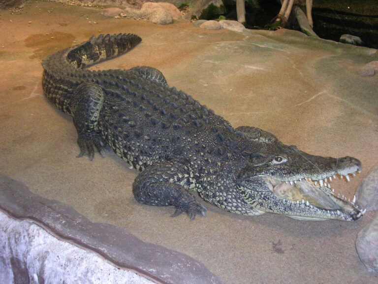 Krokodýl kubánský (Crocodylus rhombifer)