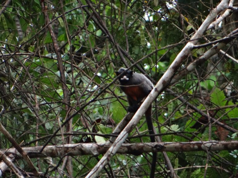 Tamarín bělohubý (Saguinus labiatus)