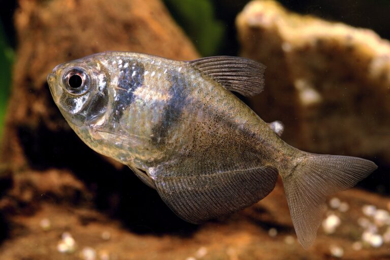 Tetra černá (Gymnocorymbus ternetzi)