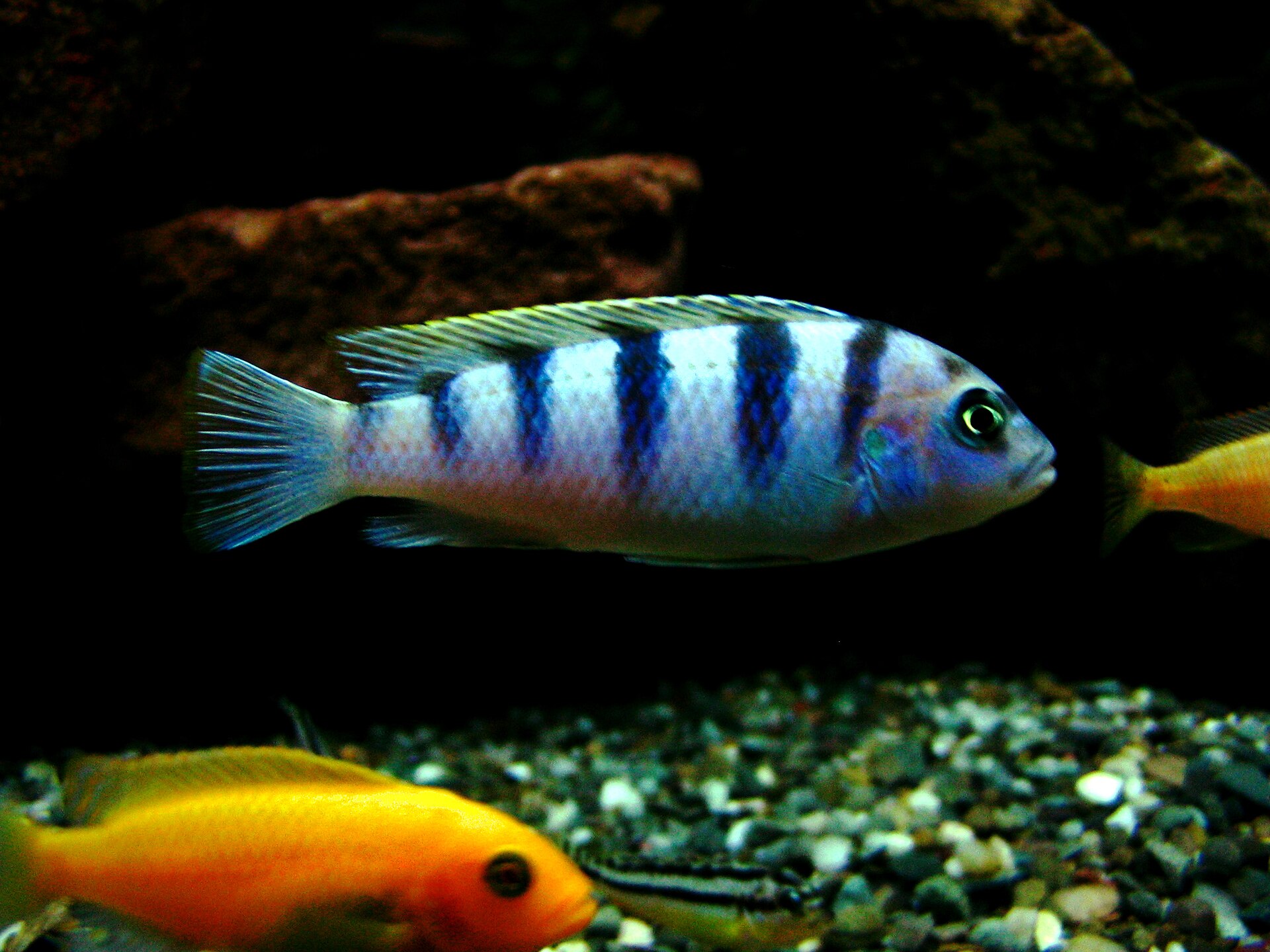 Tlamovec lombardův