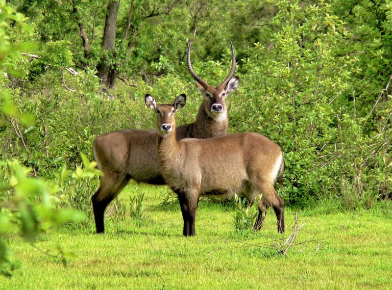 Voduška jelenovitá (Kobus ellipsiprymnus defassa)