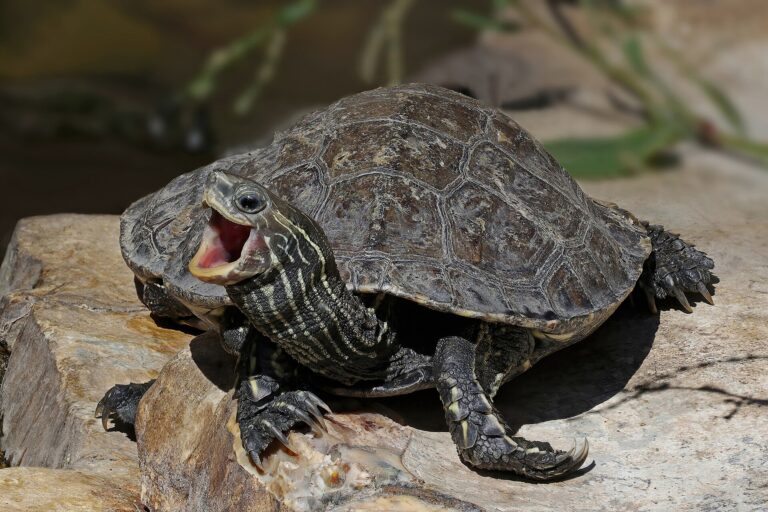 Želva tmavobřichá (Mauremys rivulata)
