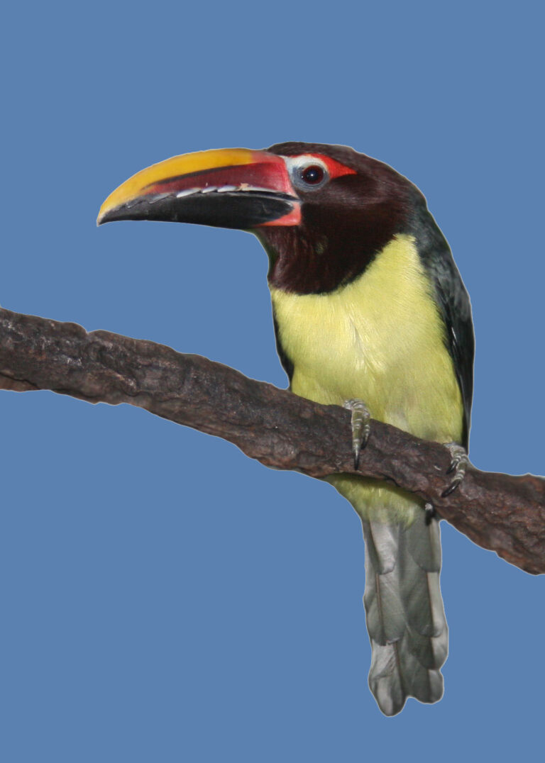 Arassari zelený (Pteroglossus viridis)