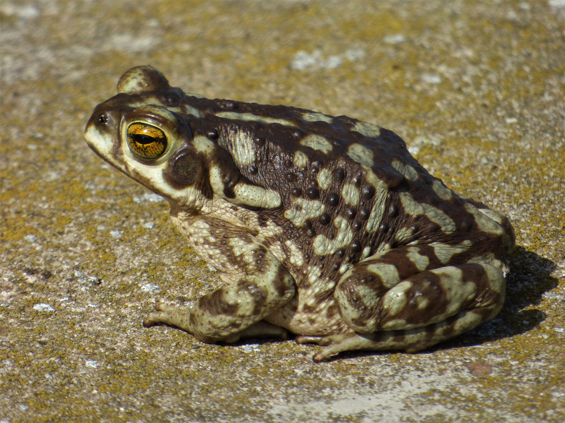 Ropucha argentinská