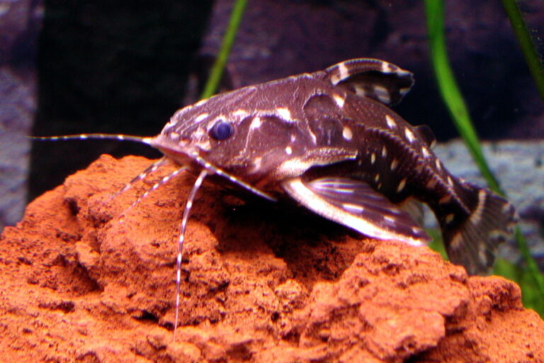 Trnovec hřebenočelý (Agamyxis pectinifrons)