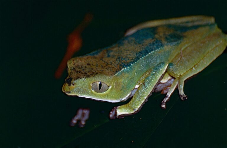 Listovnice dvoubarvá (Phyllomedusa bicolor)