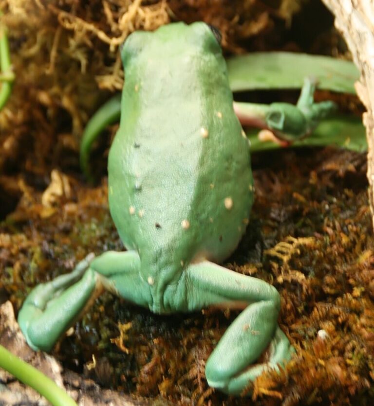 Listovnice mexická
