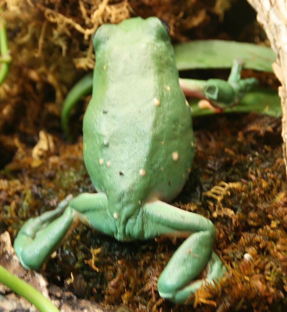 Listovnice mexická