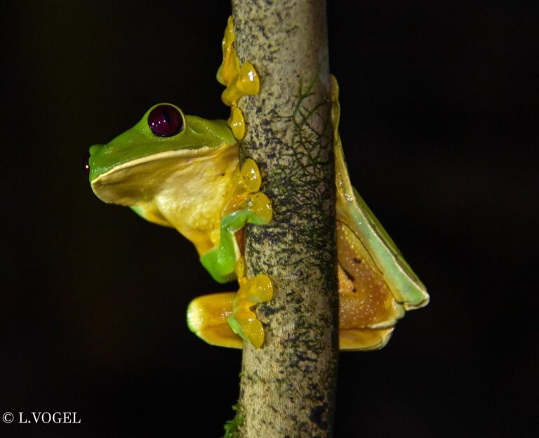Listovnice spurrelova (Agalychnis spurrelli)