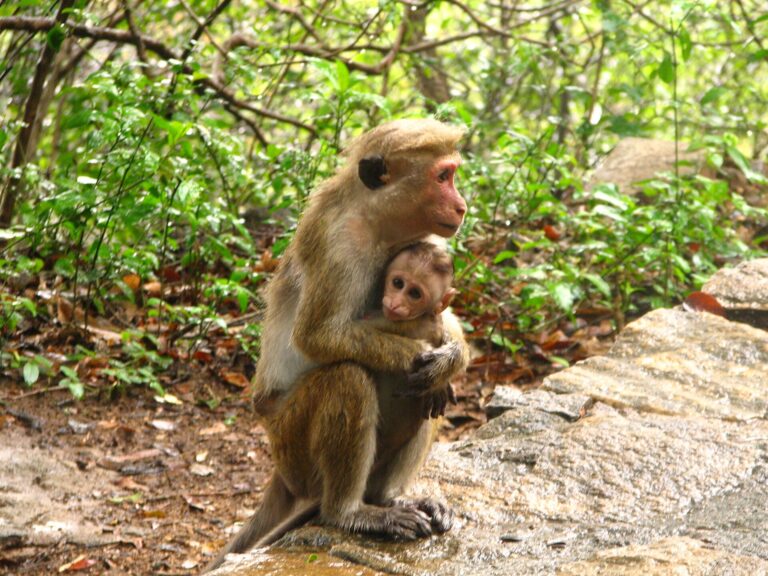 Makak bandar Makak bandar (Macaca sinica)