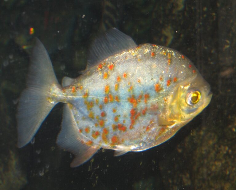 Myloplus červenoploutvý (Myloplus rubripinnis)