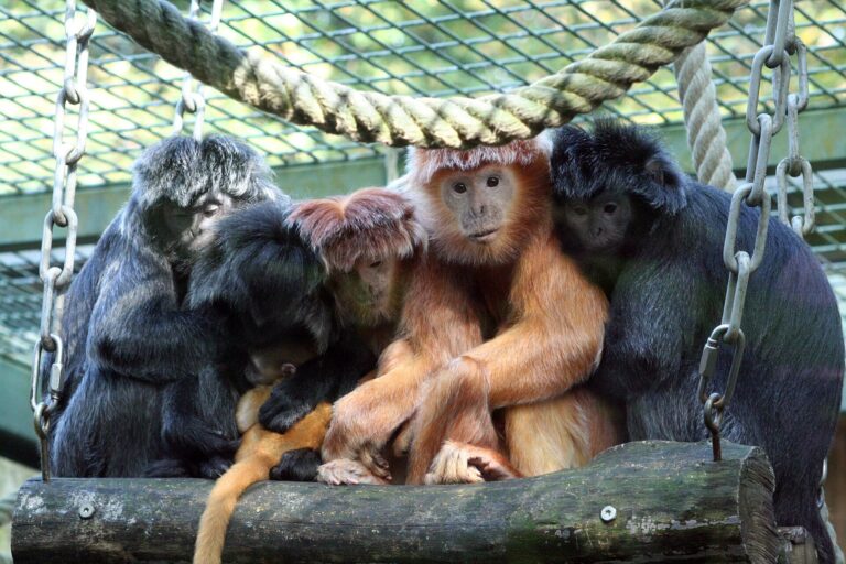 Hulman jávský (Trachypithecus auratus)
