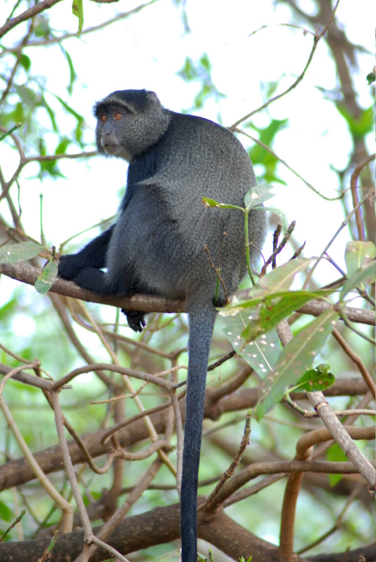 Kočkodan diadémový (Cercopithecus mitis)