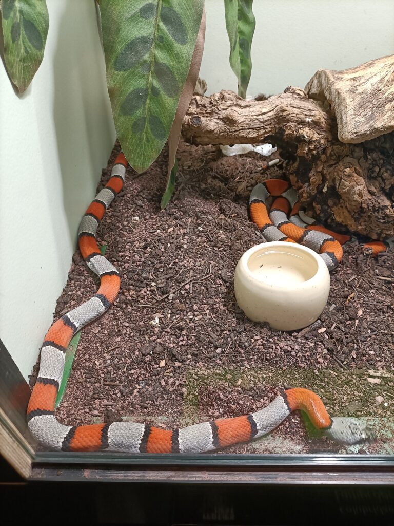 Korálovka šedá (Lampropeltis alterna)