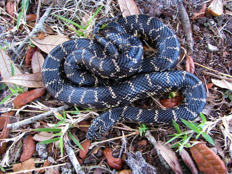 Korálovka pruhovaná floridská (Lampropeltis getula floridana)