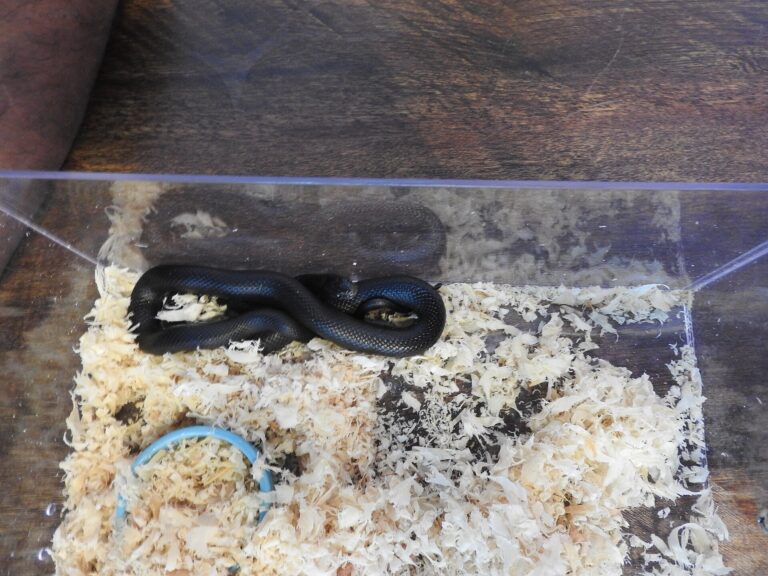 Korálovka pruhovaná černá Korálovka pruhovaná černá (Lampropeltis getula nigrita)
