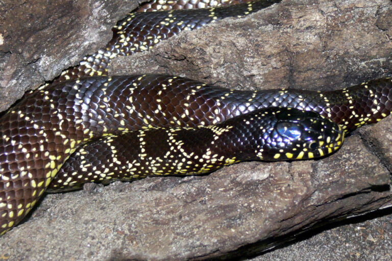 Korálovka pruhovaná pouštní (Lampropeltis getula splendida)