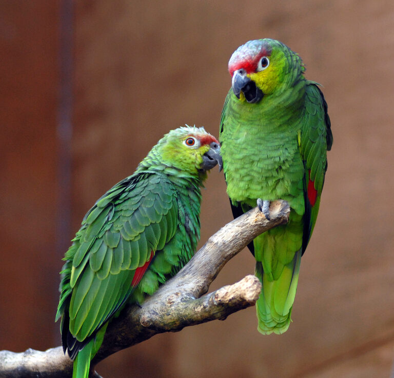Amazoňan žlutolící ekvádorský (Amazona autumnalis lilacina)