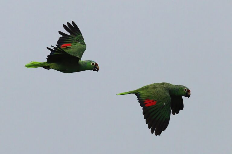 Amazoňan žlutolící větší (Amazona autumnalis salvini)
