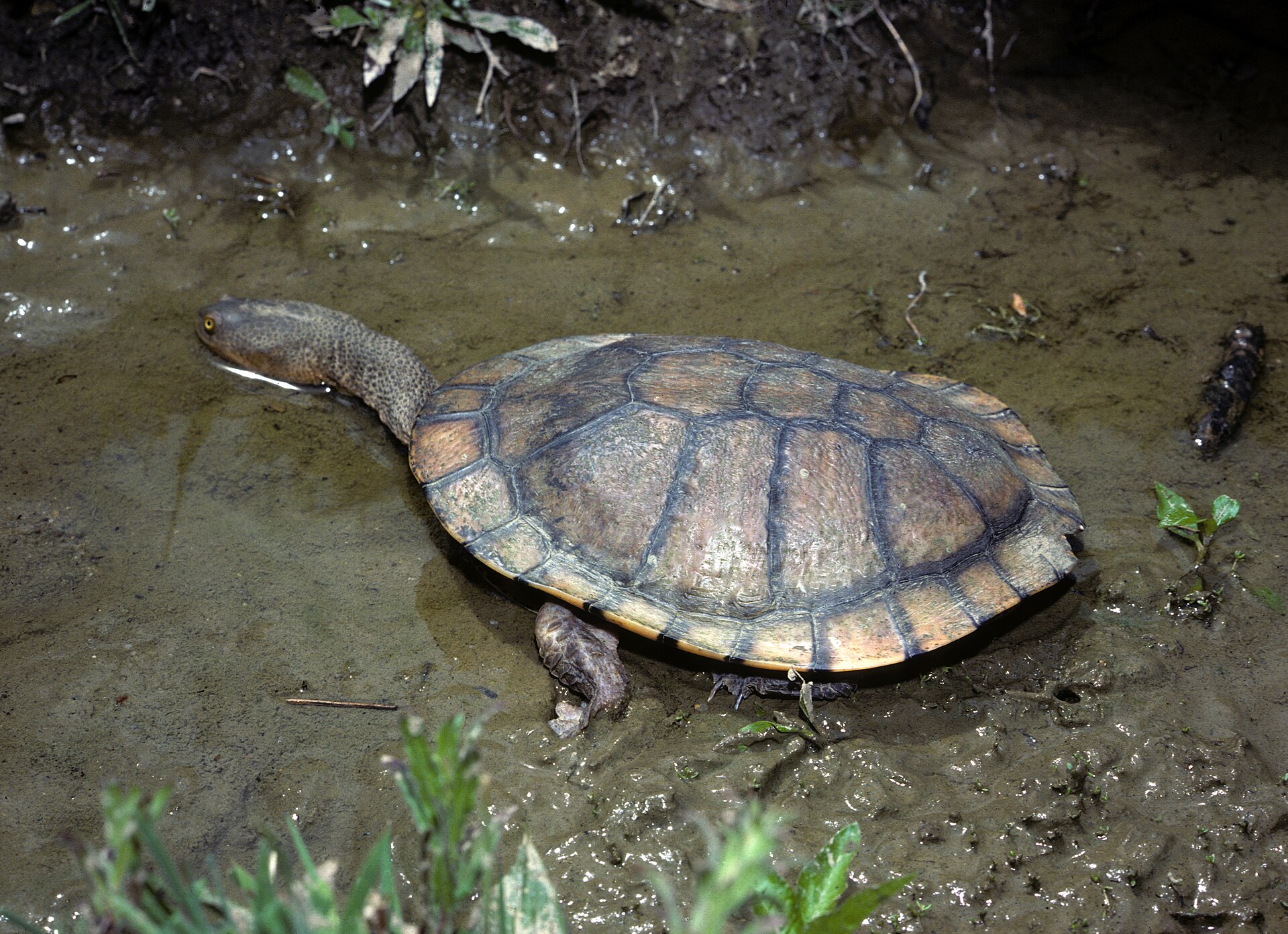 Dlouhokrčka australská
