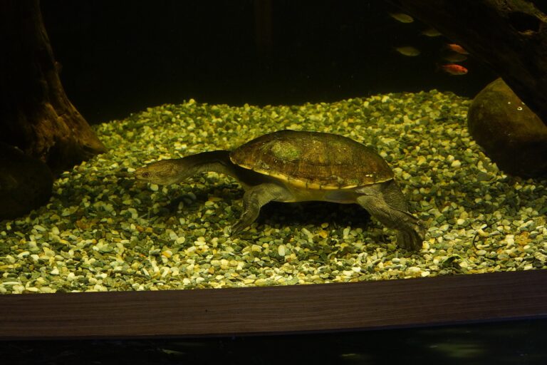 Dlouhokrčka drsná (Chelodina rugosa)