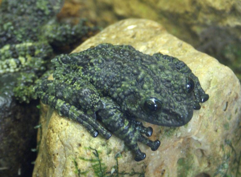Drsnokožka kornatá (Theloderma corticale)