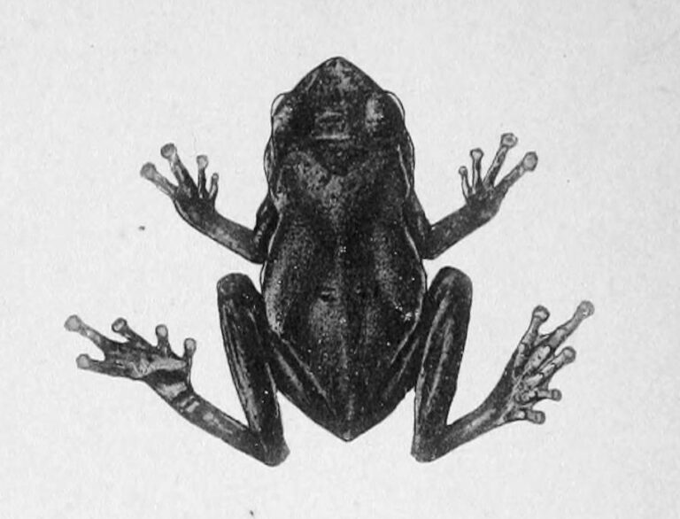 Pouchalka andersonova (Theloderma andersoni)