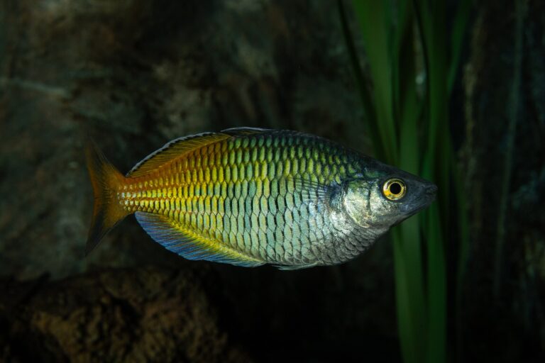 Duhovka boesemanova (Melanotaenia boesemani)