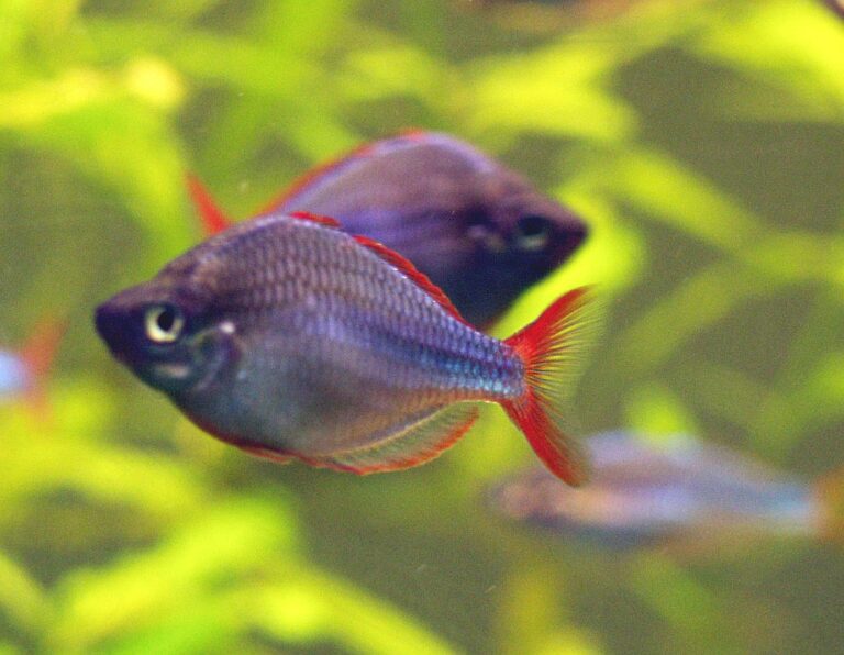Duhovka diamantová (Melanotaenia praecox)