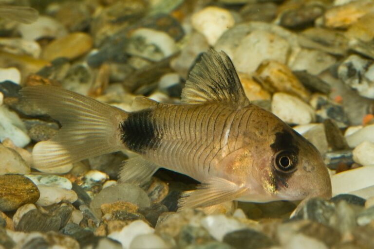 Pancéřníček panda Pancéřníček panda (Corydoras panda)