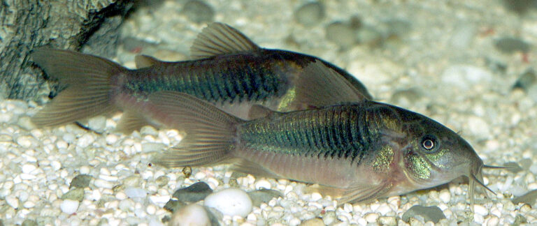 Pancéřníček zelený (Corydoras aeneus)