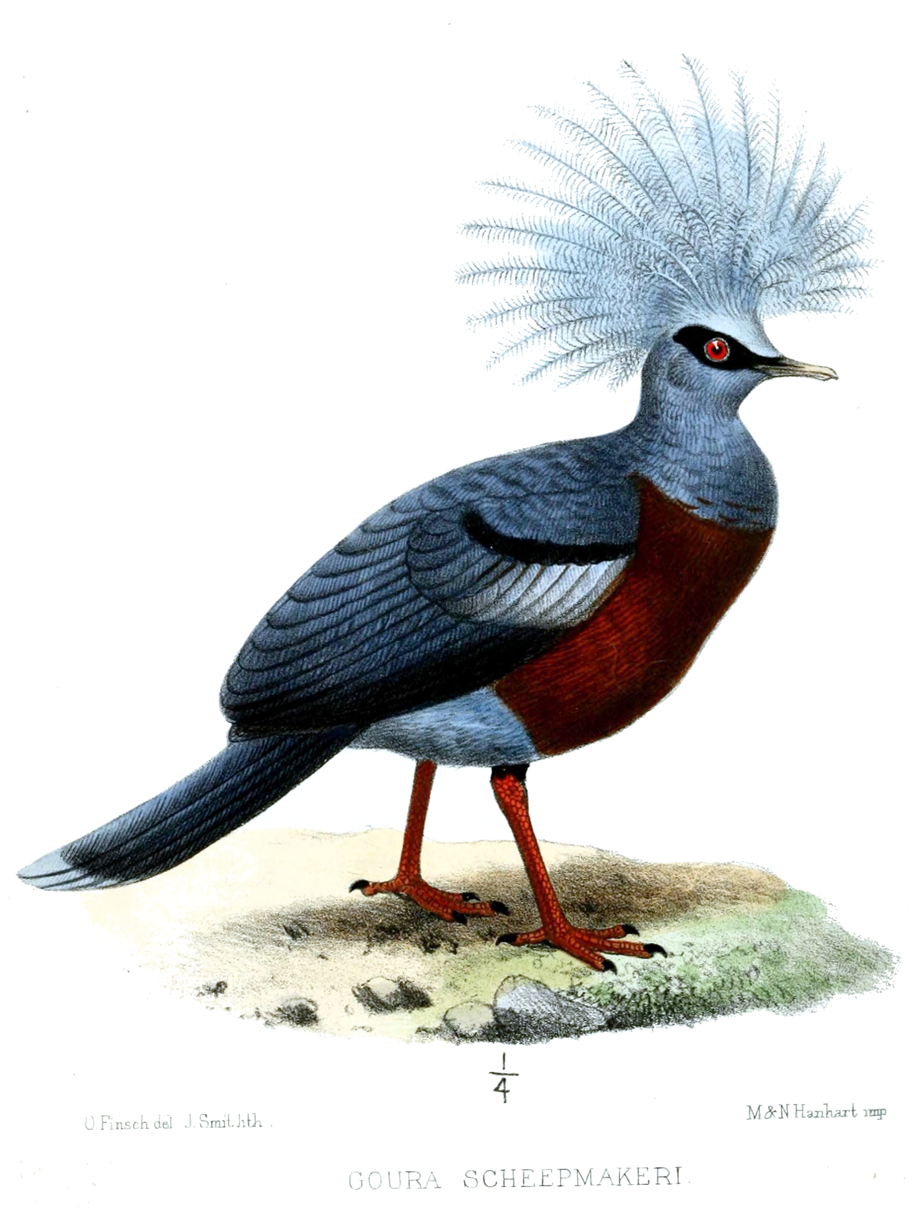 Korunáč novoguinejský