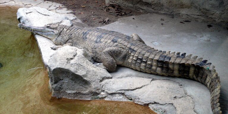 Krokodýl úzkohlavý Krokodýl úzkohlavý (Tomistoma schlegelii)