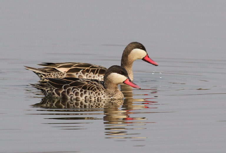 Ostralka rudozobá (Anas erythrorhyncha)