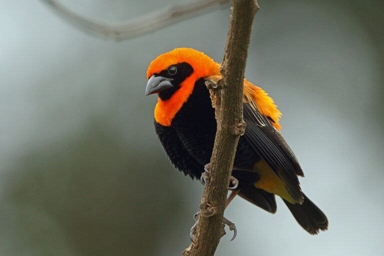 Snovač ohnivý (Euplectes hordeaceus)