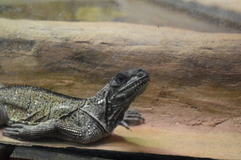 Agama weberova (Hydrosaurus weberi)