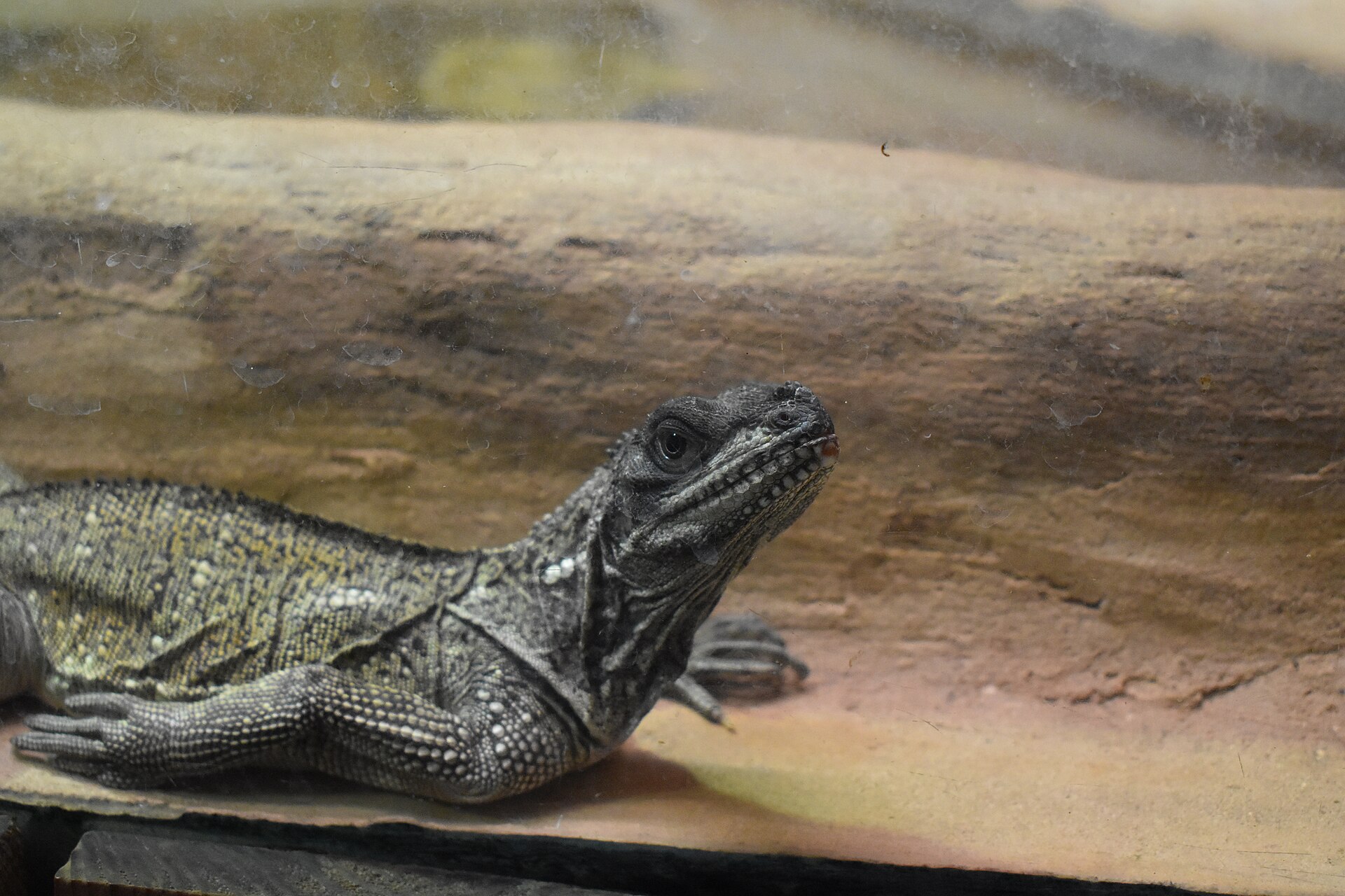 Agama weberova